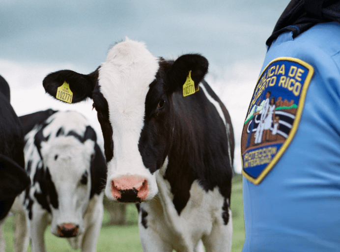 Se roban 6 vacas valoradas en miles de dólares